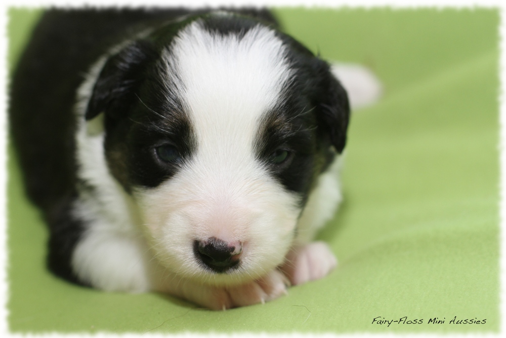 Mini Aussie Welpe - Foto