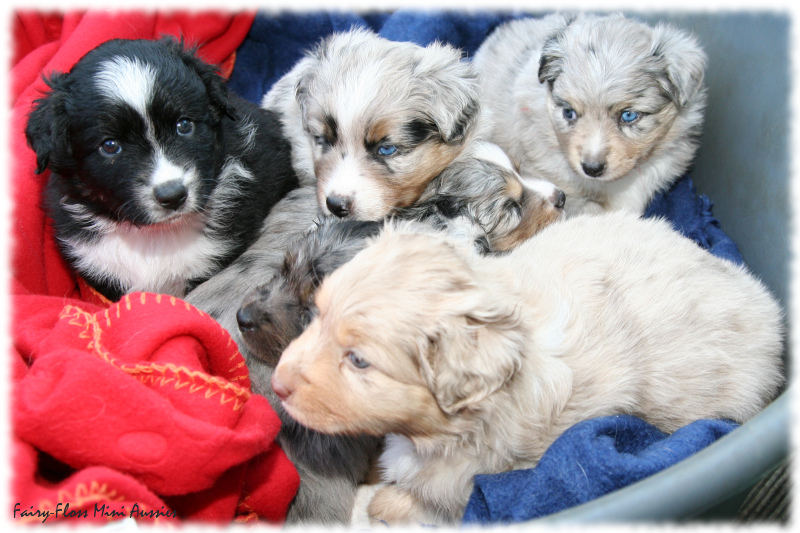 Mini Aussie Welpe beim Ausflug