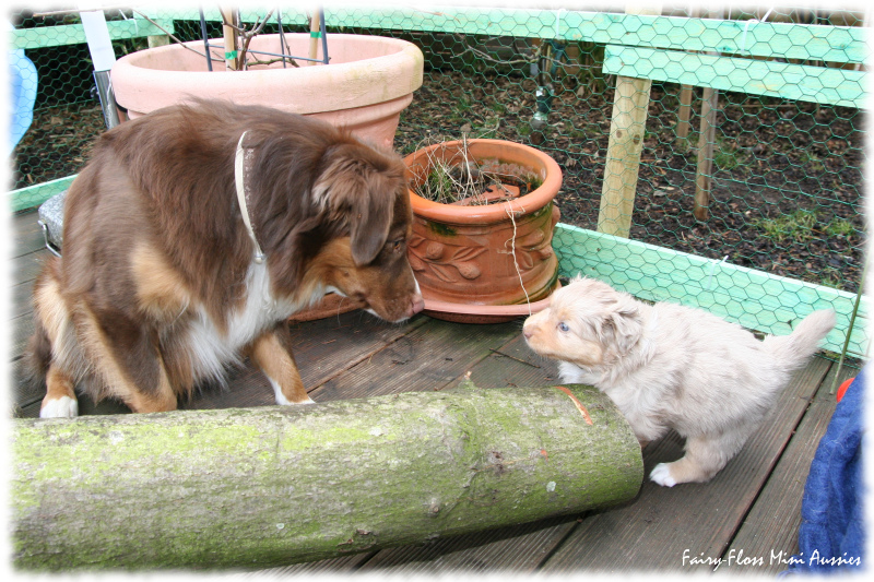 Mini Aussie Welpe beim Ausflug