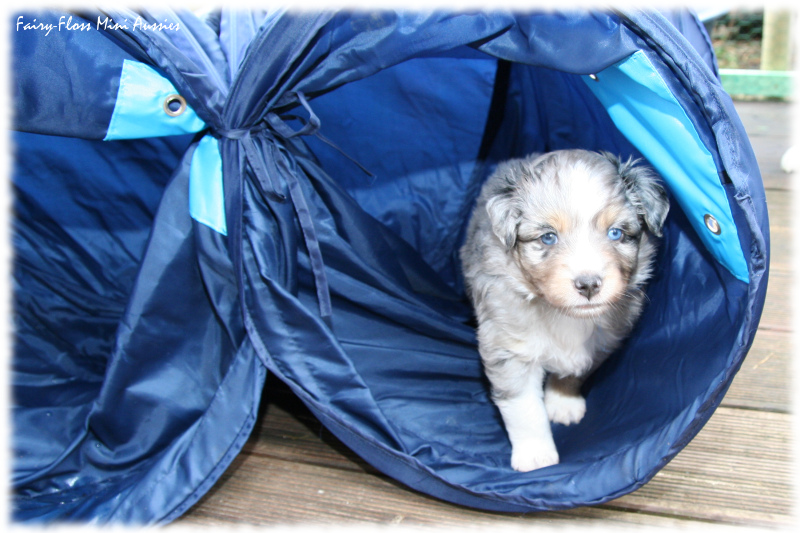 Mini Aussie Welpe beim Ausflug