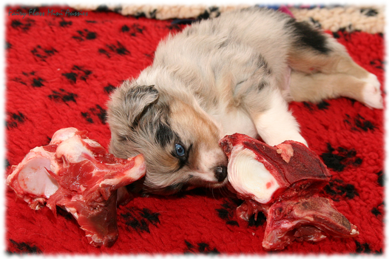 Mini Aussie Welpe BARFEN