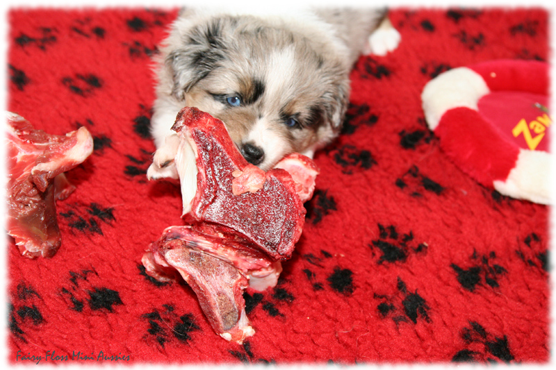 Mini Aussie Welpe BARFEN