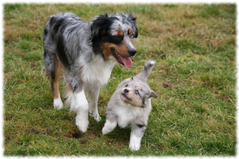 Mini Aussie Welpen beim Spielen