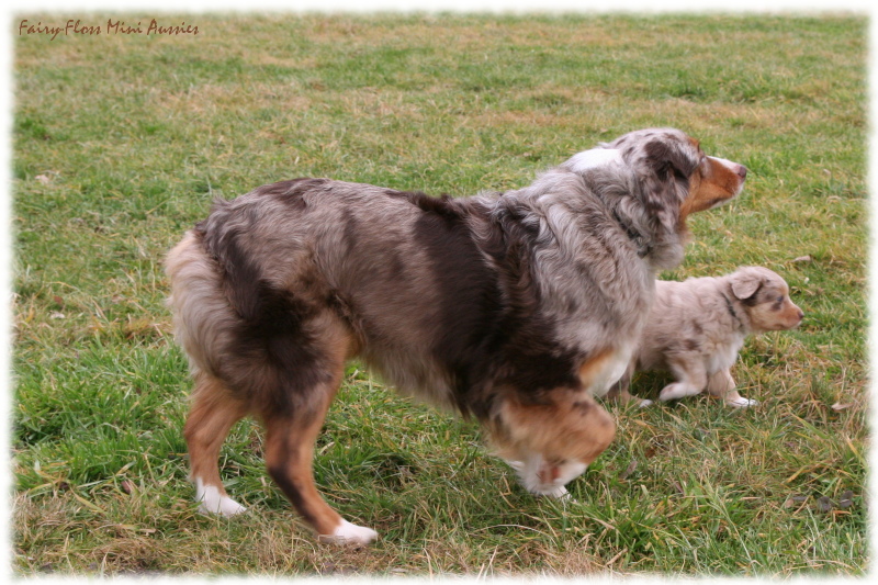 Mini Aussie Welpen beim Spielen