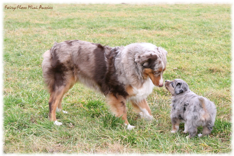 Mini Aussie Welpen beim Spielen