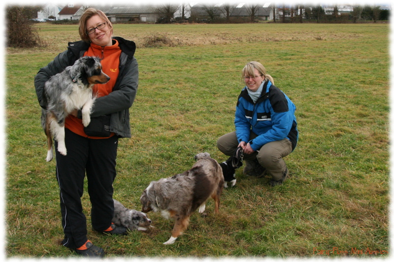 Mini Aussie Welpen beim Spielen