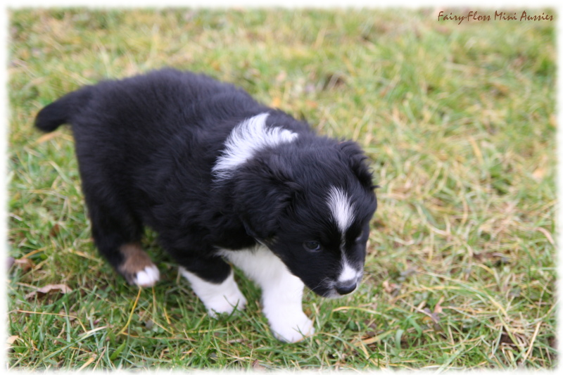 Mini Aussie Welpen beim Spielen