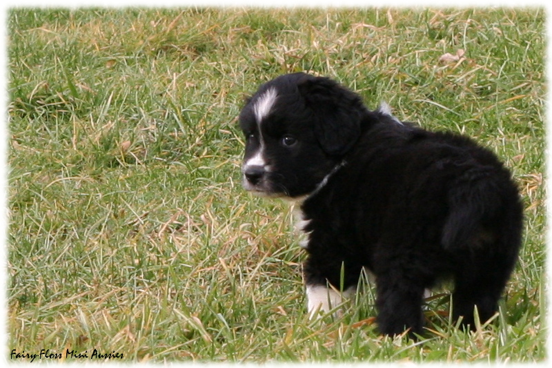 Mini Aussie Welpen beim Spielen