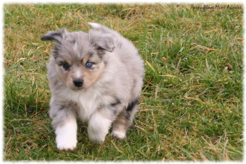 Mini Aussie Welpen beim Spielen