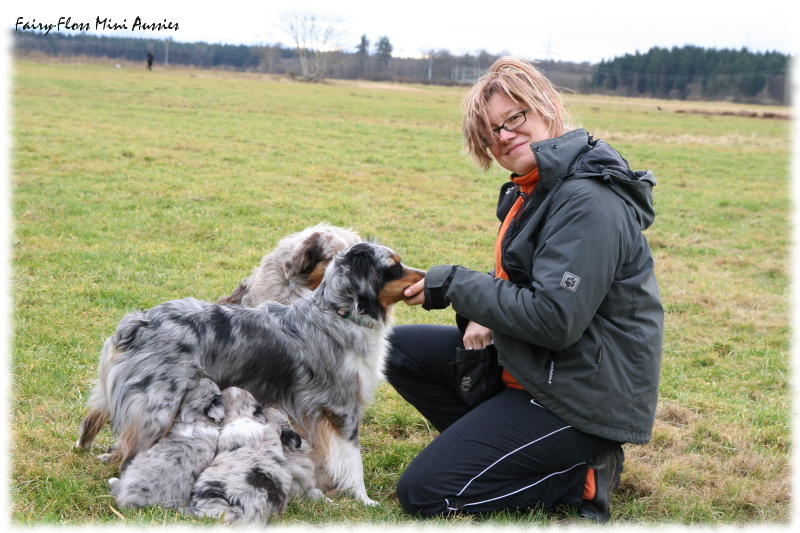 Mini Aussie Welpen beim Spielen