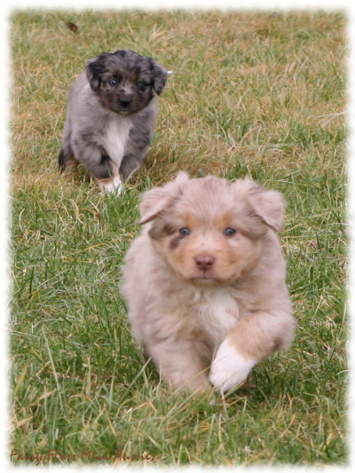 Mini Aussie Welpen beim Spielen