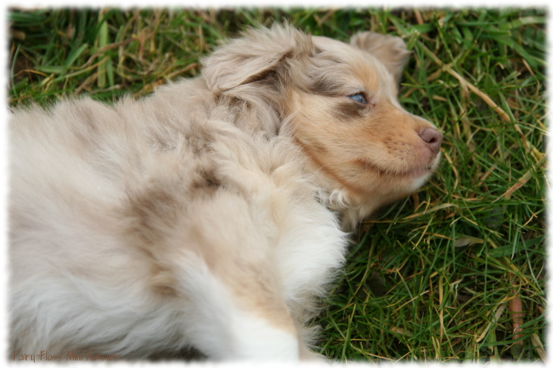 Mini Aussie Welpen beim Spielen