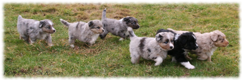 Mini Aussie Welpen beim Spielen