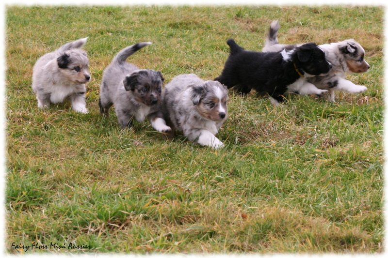 Mini Aussie Welpen beim Spielen