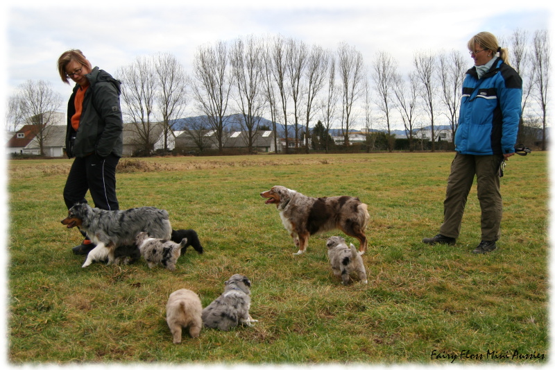 Mini Aussie Welpen beim Spielen