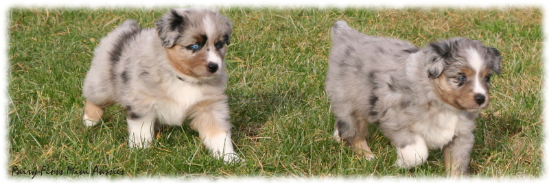 Mini Aussie Welpen beim Spielen