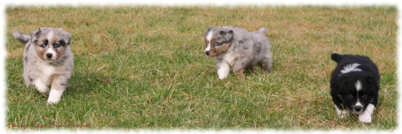 Mini Aussie Welpen beim Spielen