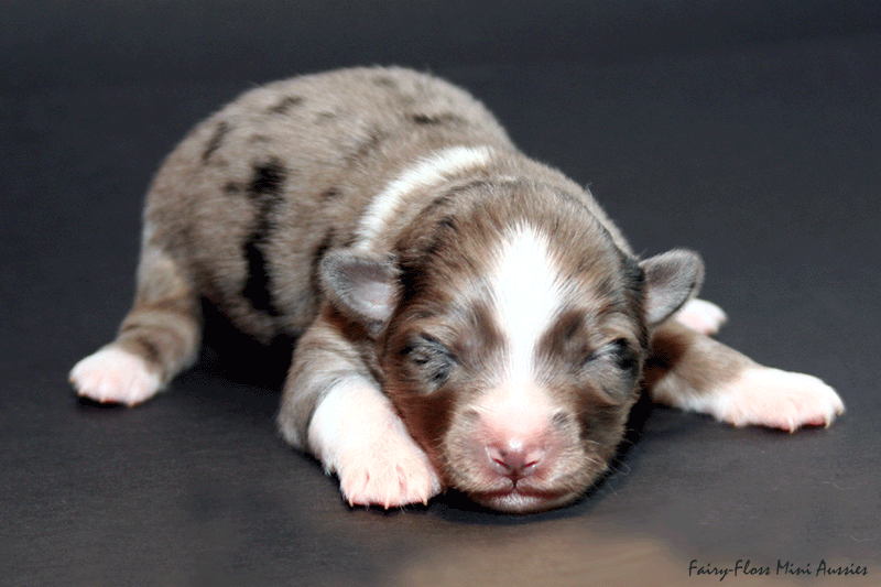 Mini Aussie Welpe