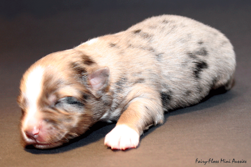 Mini Aussie Welpe