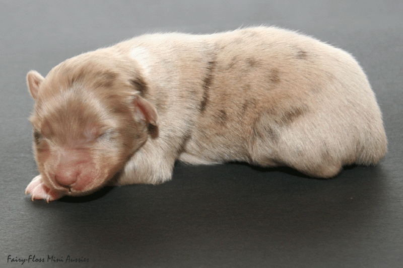 Mini Aussie Welpe