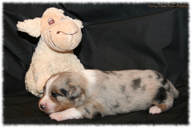 Mini Aussie Welpe