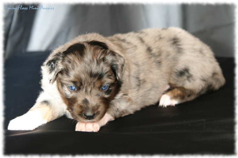 Mini Aussie Welpe