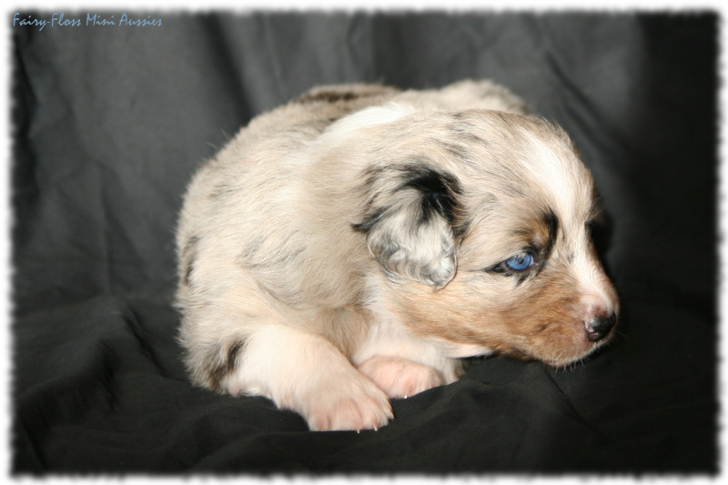 Mini Aussie Welpe