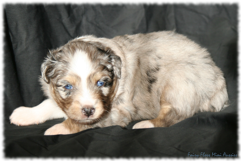 Mini Aussie Welpe