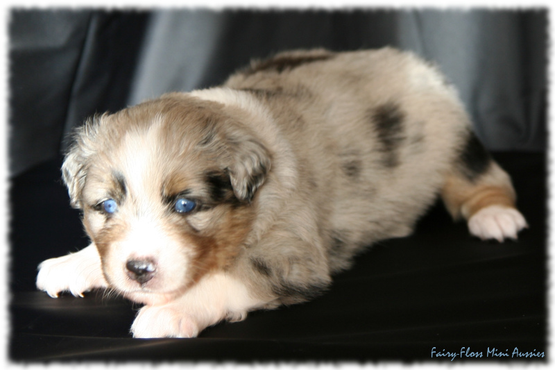 Mini Aussie Welpe