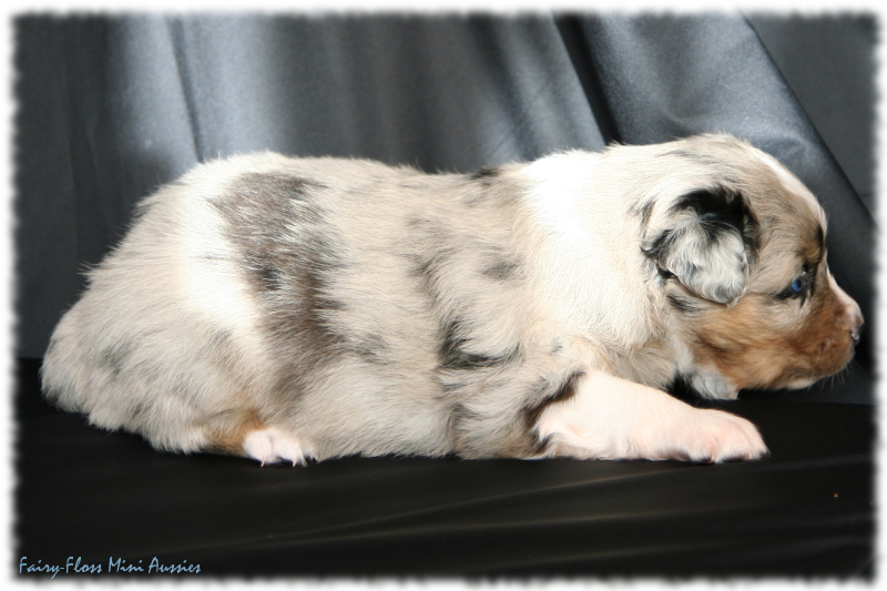 Mini Aussie Welpe