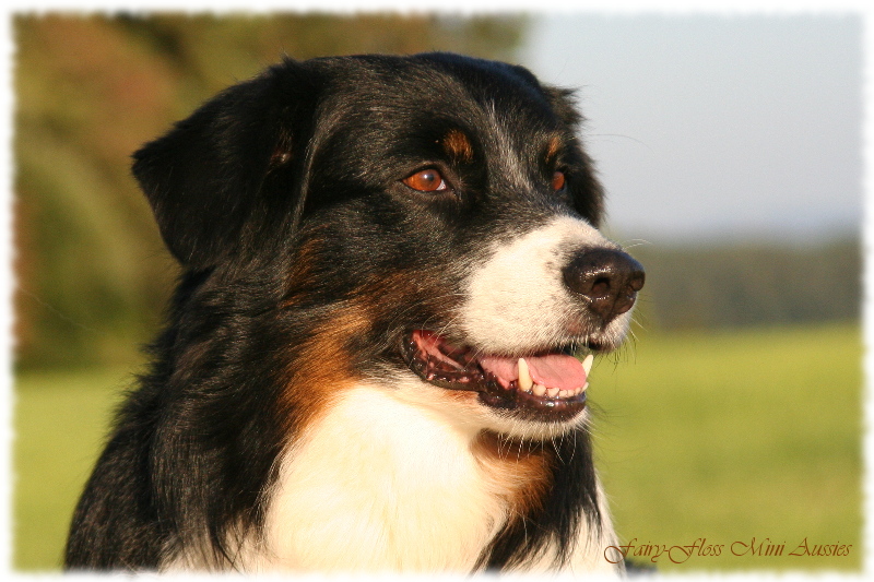 Mini Aussie Rüde