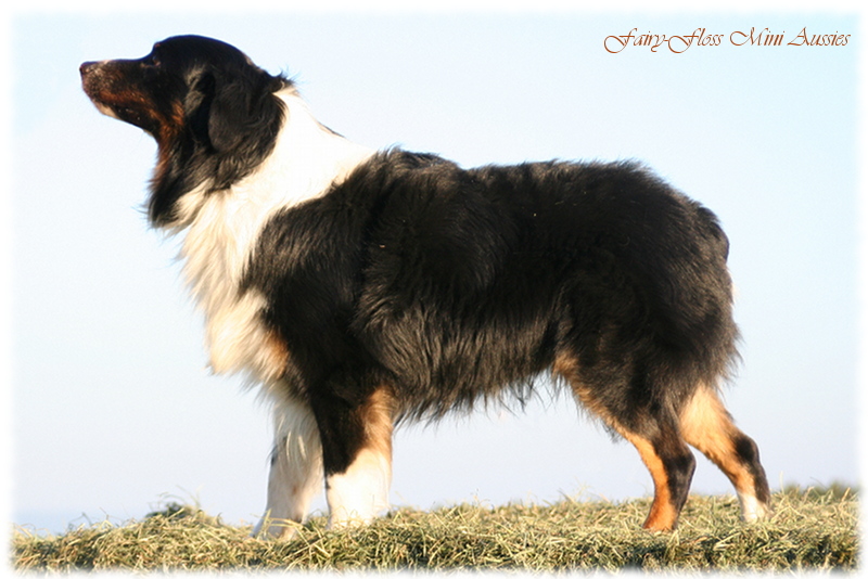 Mini Aussie Rüde