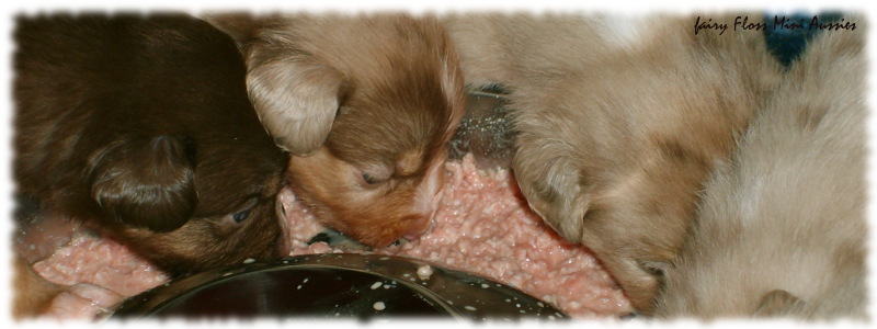 Mini Aussie Welpen BARFen