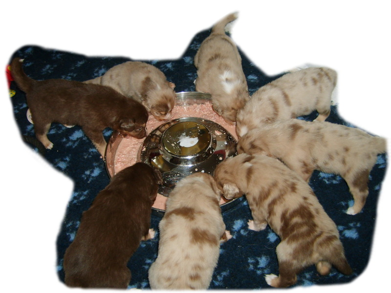 Mini Aussie Welpen Mini Aussie Welpen