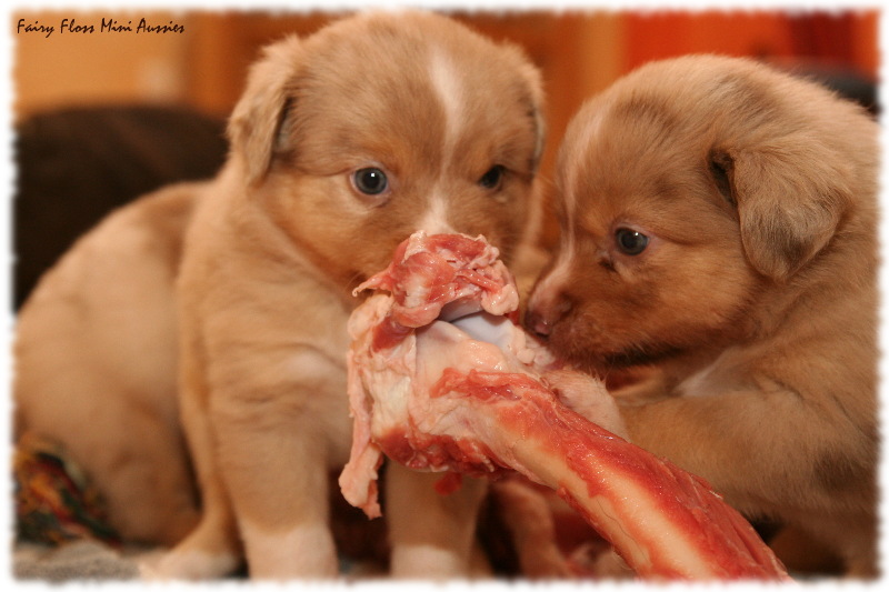 Mini Aussie Welpen BARF