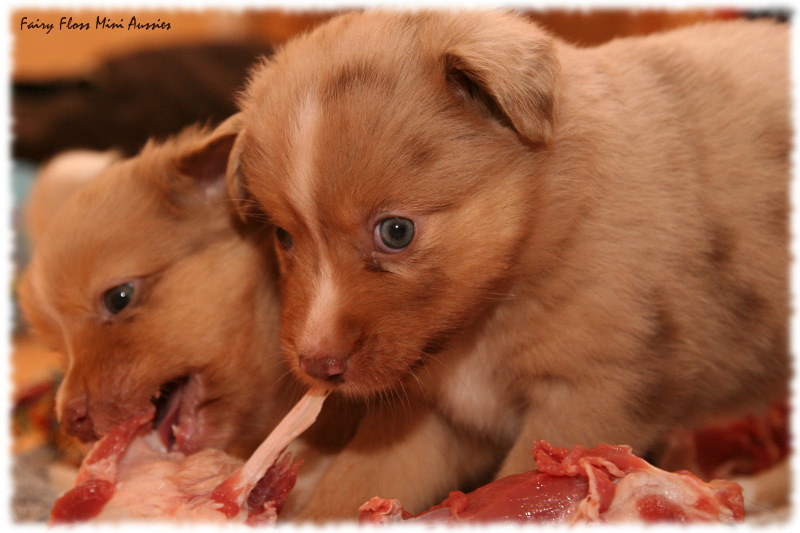 Mini Aussie Welpen BARF