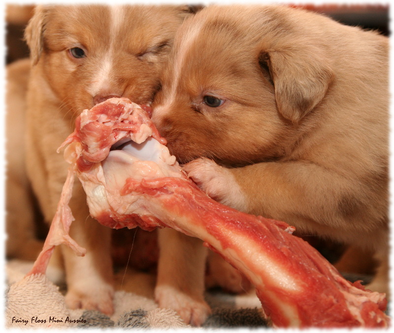 Mini Aussie Welpen BARF