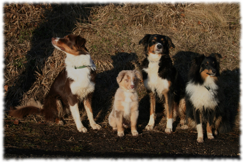 Mini Aussie Welpe