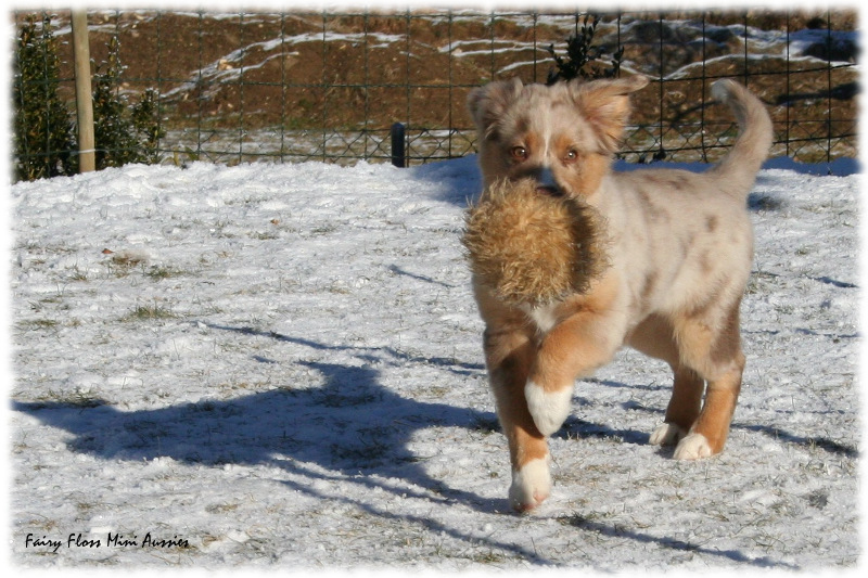 Mini Aussie Welpe