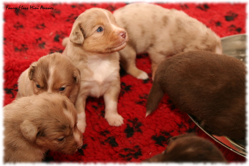 Mini Aussie Welpen