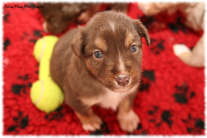 Mini Aussie Welpen