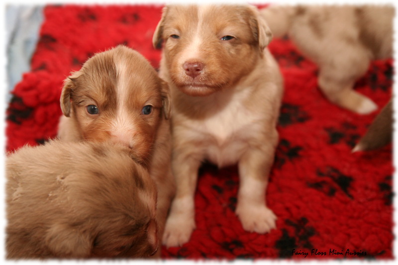 Mini Aussie Welpen