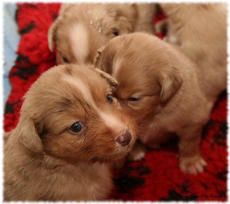 Mini Aussie Welpen