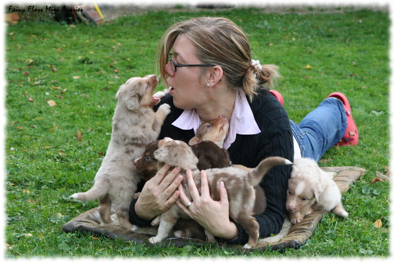 Mini Aussie Welpen Mini Aussie Welpen