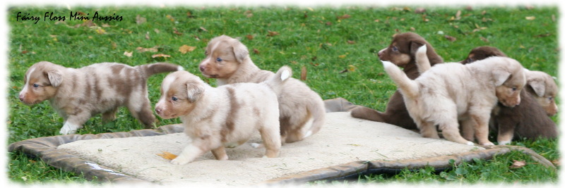 Miniature Australian Shepherd Miniature Australian Shepherd