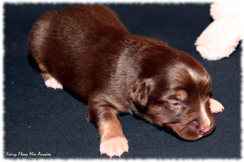 Mini Aussie Welpe