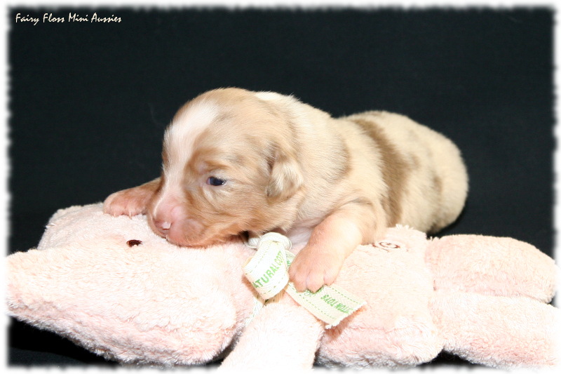 Mini Aussie Welpe - 11 Tag Mini Aussie Welpe