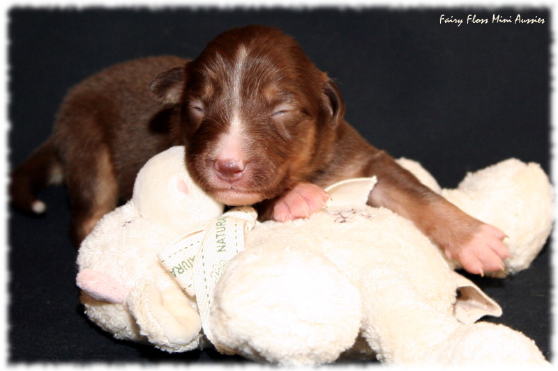 Mini Aussie Welpe