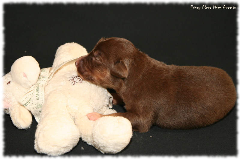 Mini Aussie Welpe