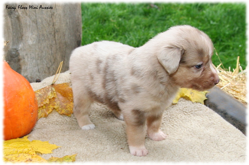 Mini Aussie Welpe